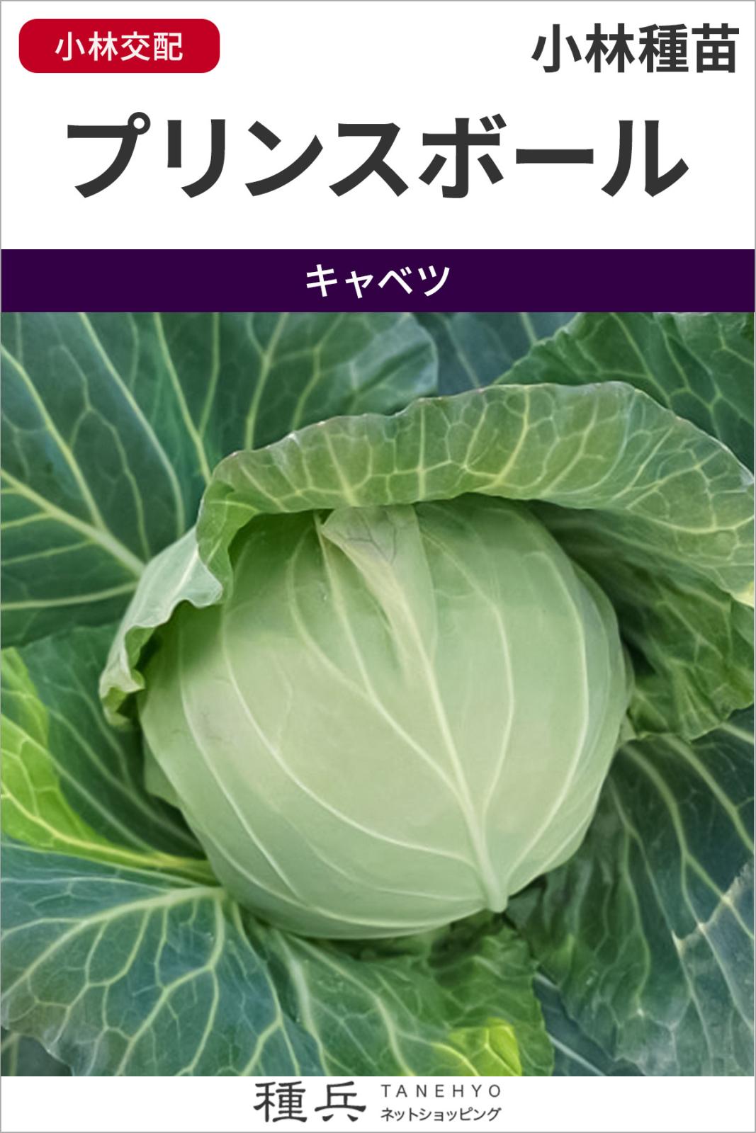 ボールキャベツ 種 『プリンスボール』  小林種苗