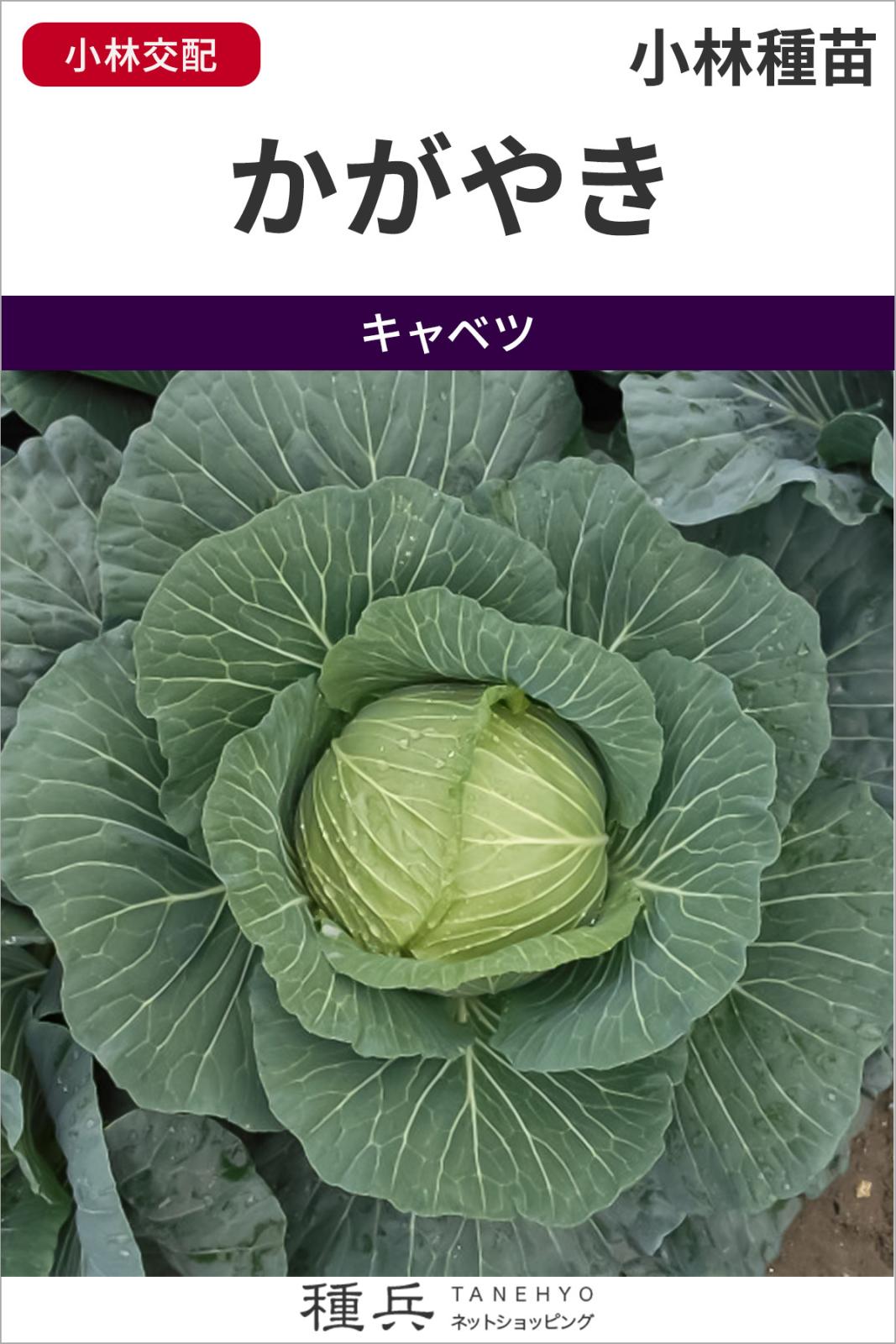 極早生キャベツ 種 『かがやき』  小林種苗