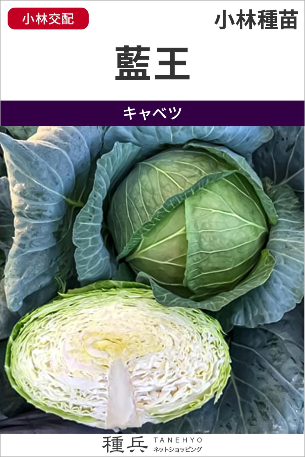 中早生キャベツ 種 『藍王』  小林種苗