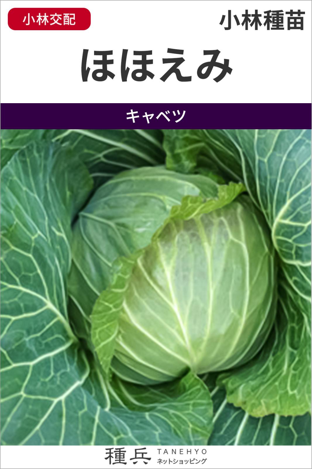 キャベツ 種 『ほほえみ』  小林種苗