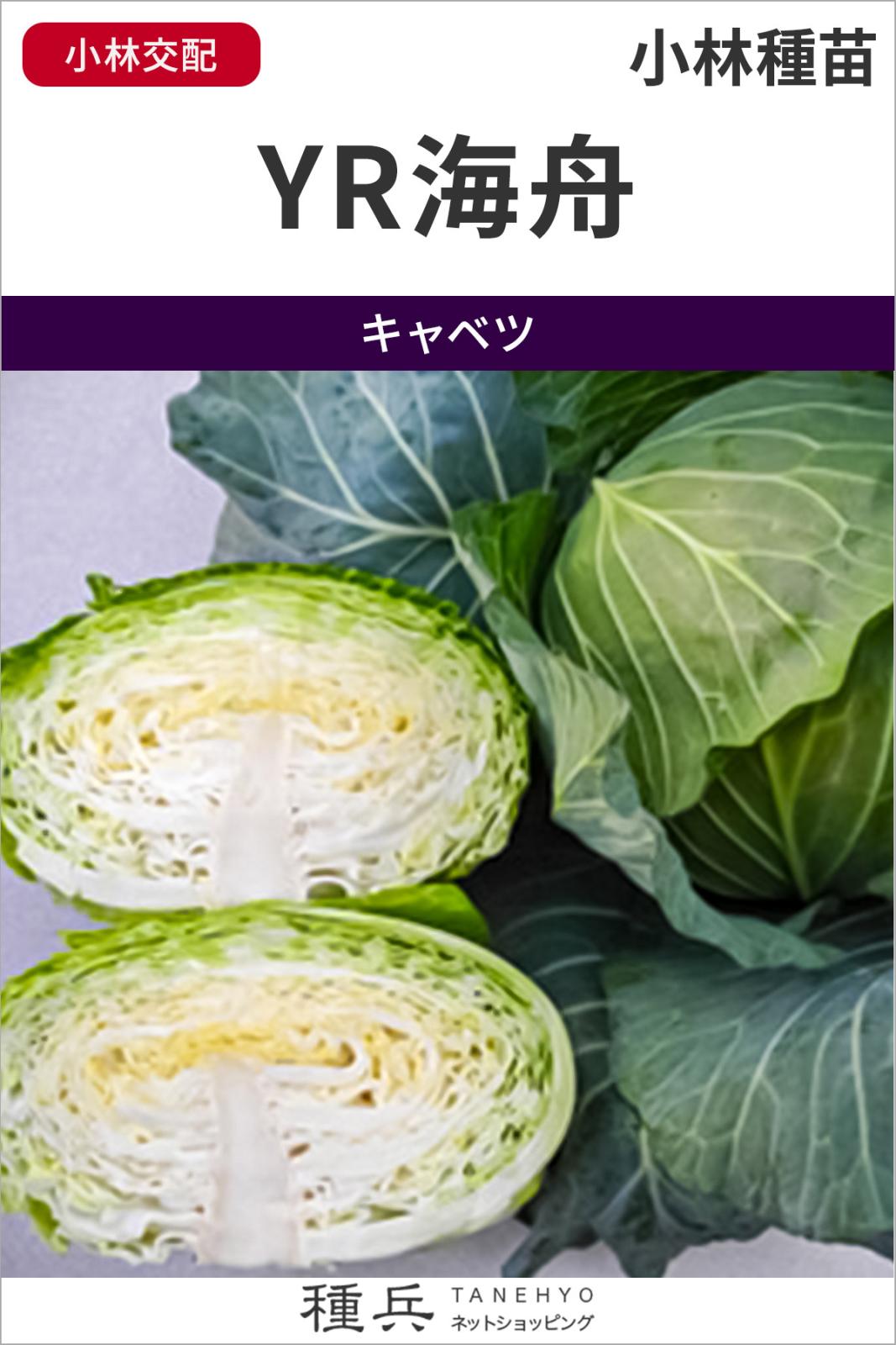 年内どりキャベツ 種 『YR海舟』  小林種苗