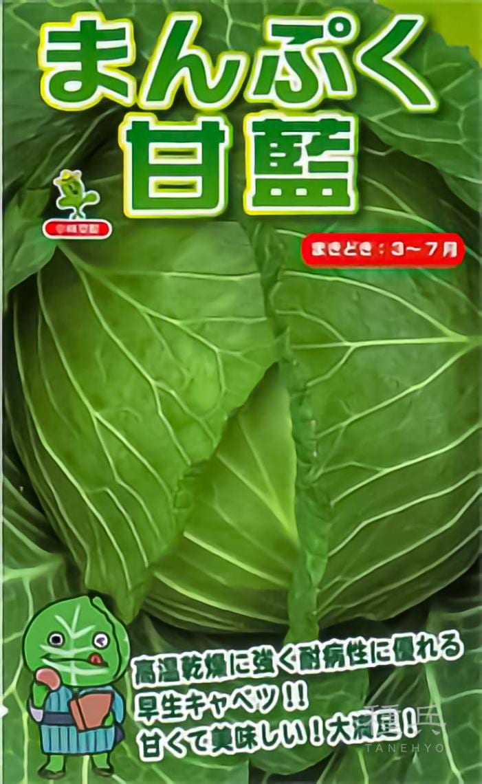 早生キャベツ 種 『まんぷく甘藍』  小林種苗