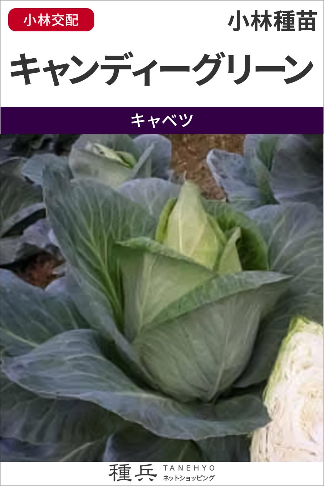三角キャベツ 種 『キャンディーグリーン』  小林種苗