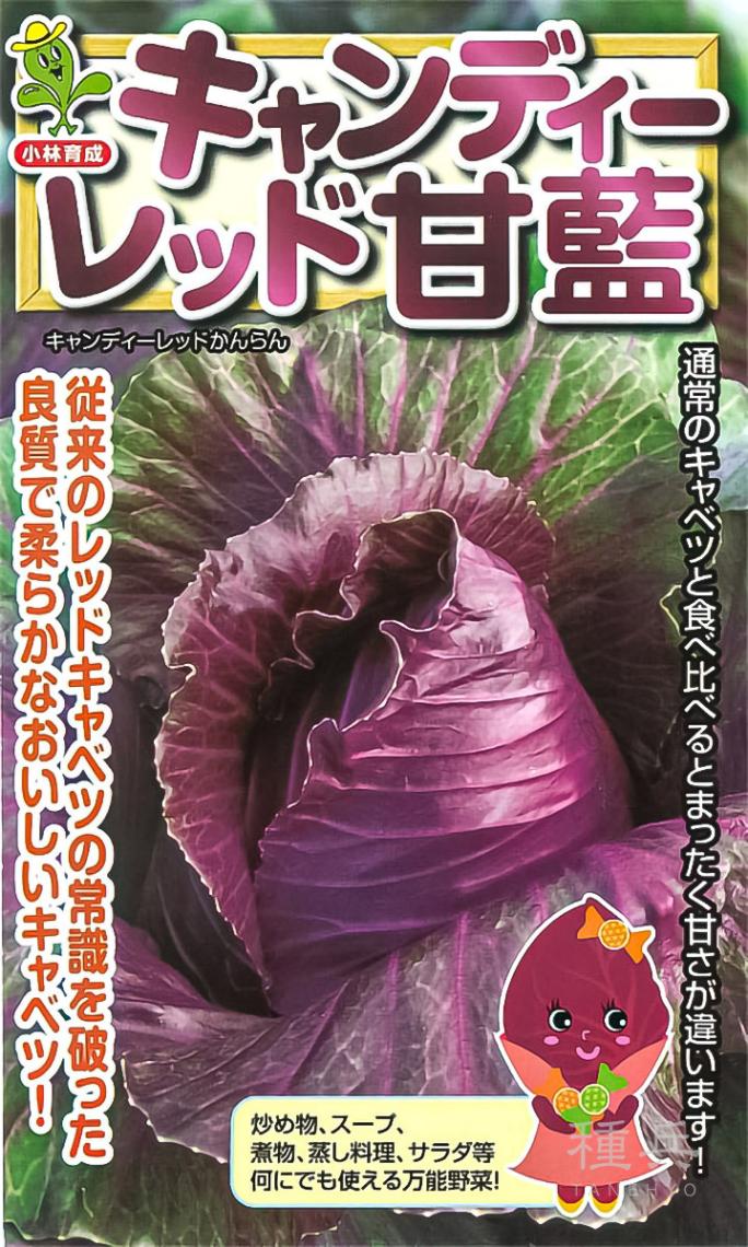 三角赤キャベツ 種 『キャンディーレッド』  小林種苗