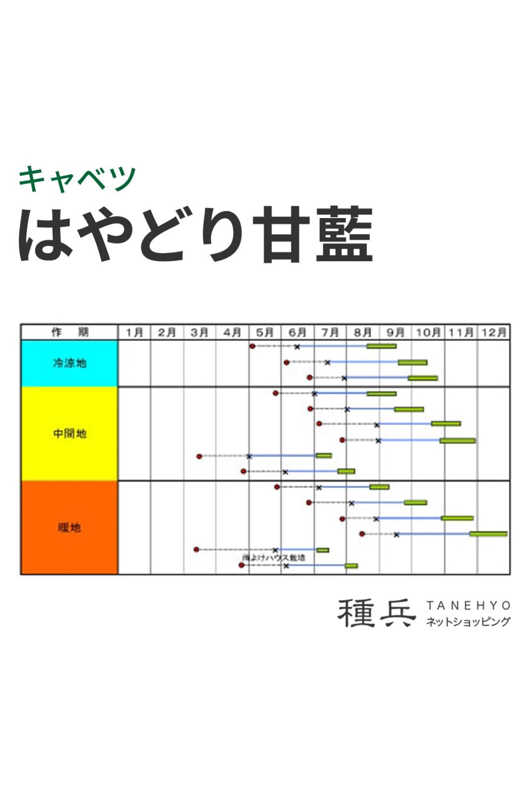 早生キャベツ 種 『はやどり甘藍』 小林種苗 | たね,葉菜の種,キャベツ