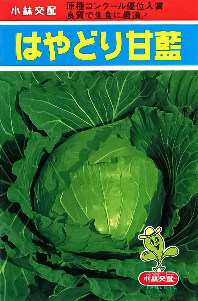 早生キャベツ 種 『はやどり甘藍』  小林種苗