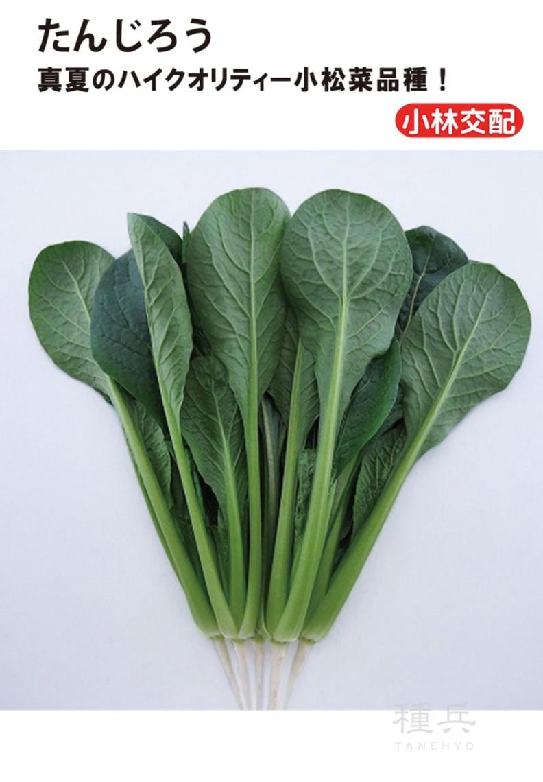 コマツナ 種 『たんじろう』  小林種苗