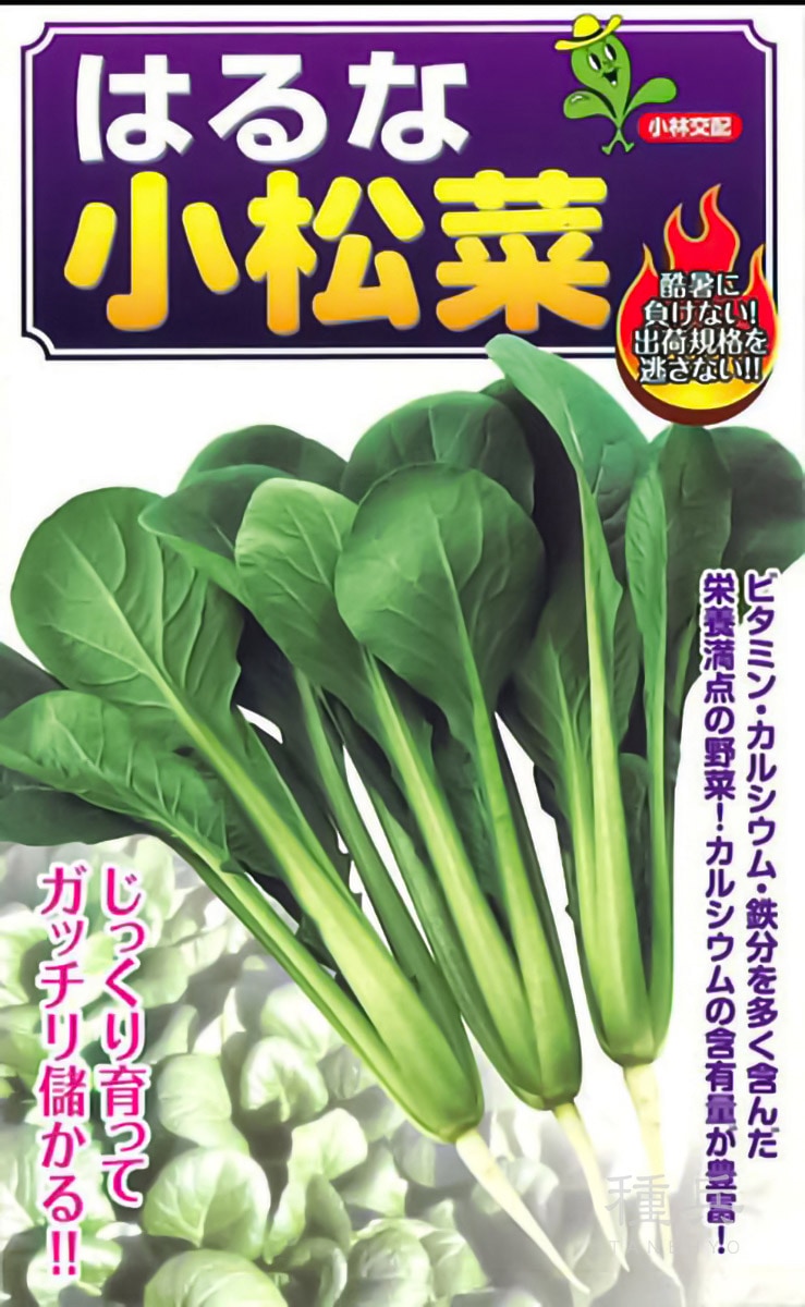 コマツナ 種 『はるな』  小林種苗