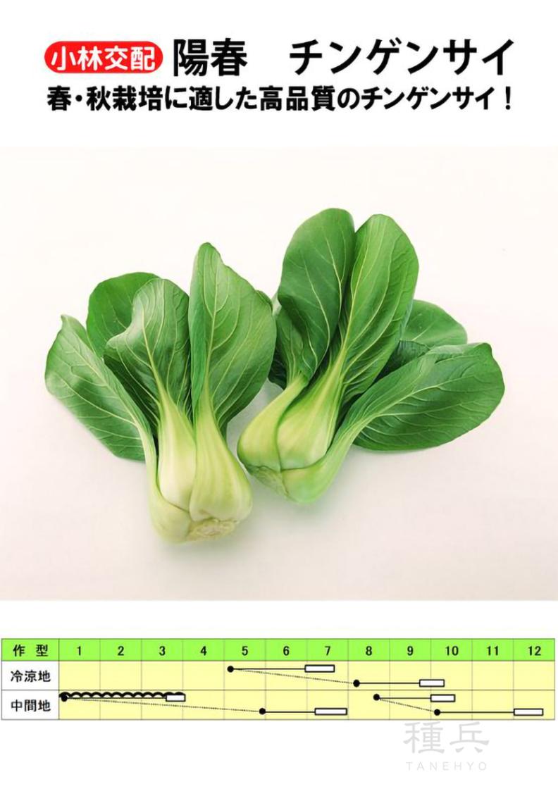 チンゲンサイ 種 『陽春』  小林種苗