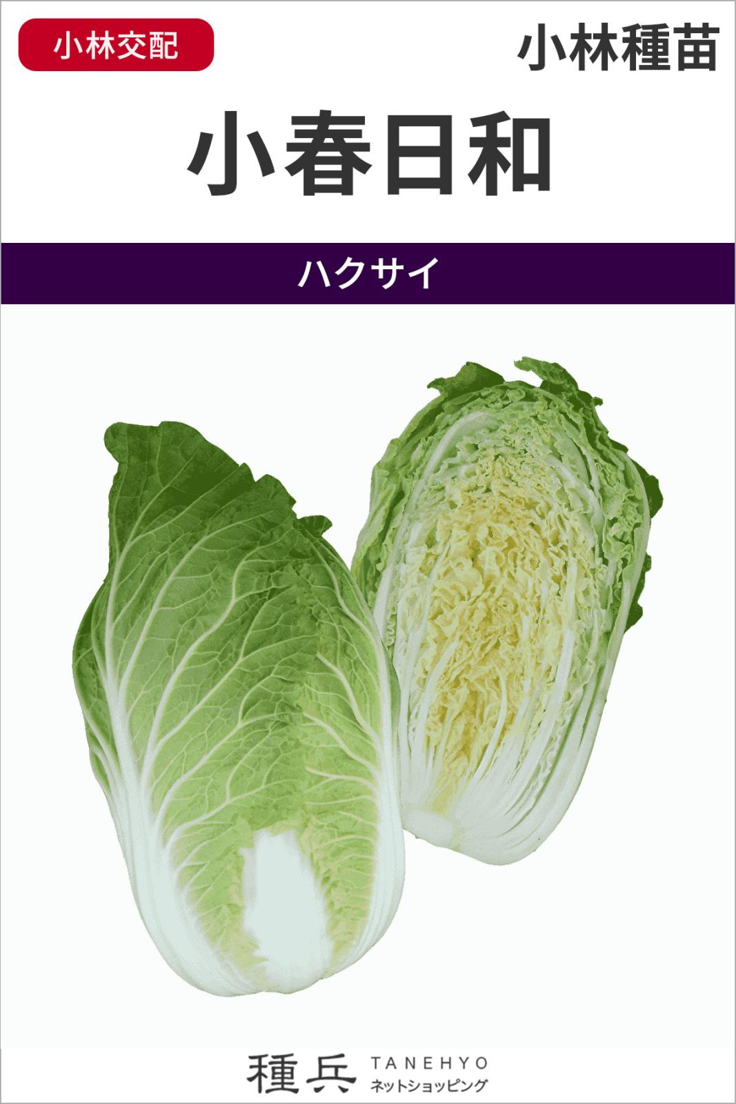 ハクサイ 種 『小春日和』  小林種苗