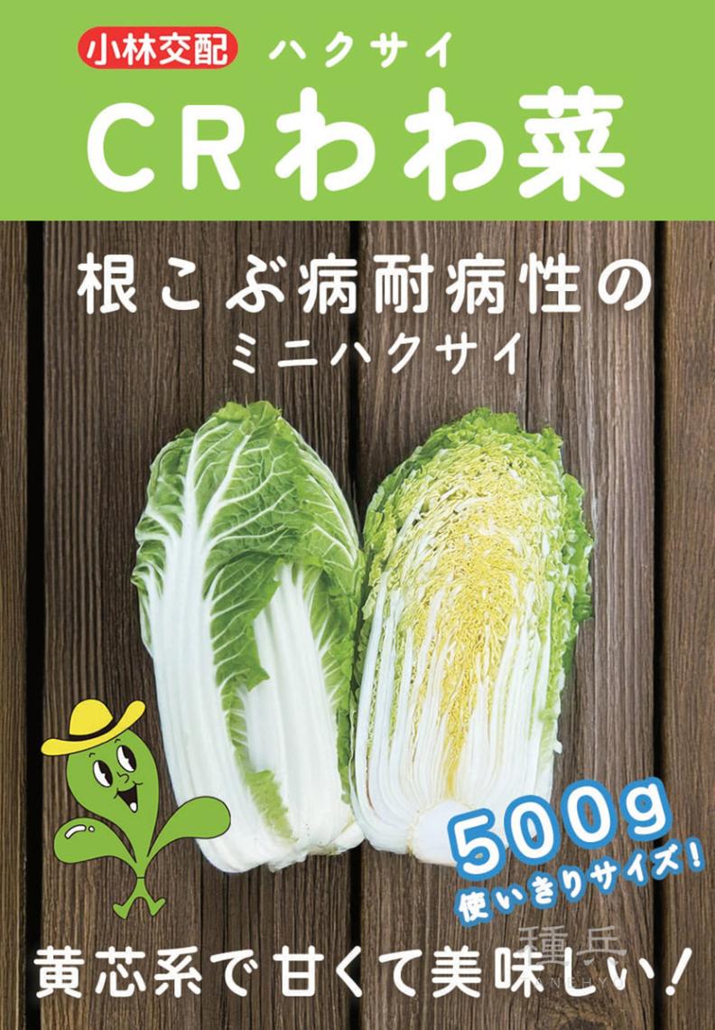 ミニハクサイ 種 『CRわわ菜』  小林種苗