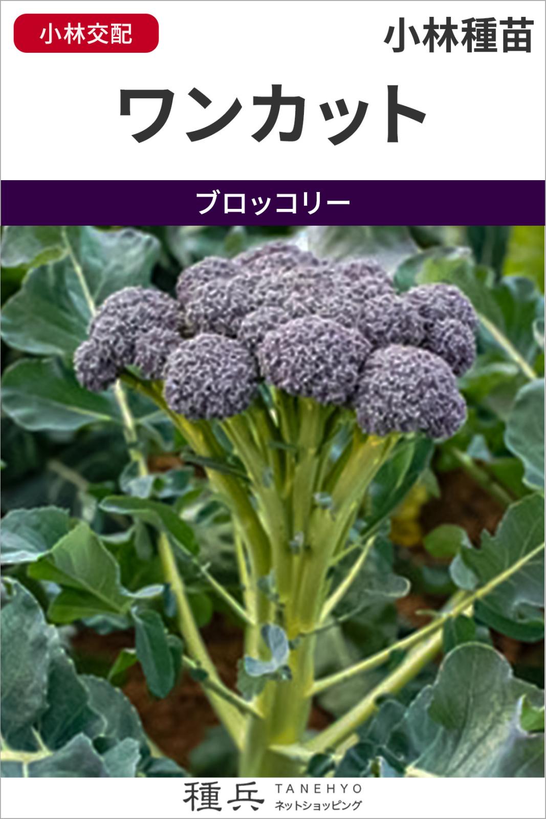 極早生ブロッコリー 種 『ワンカット』  小林種苗