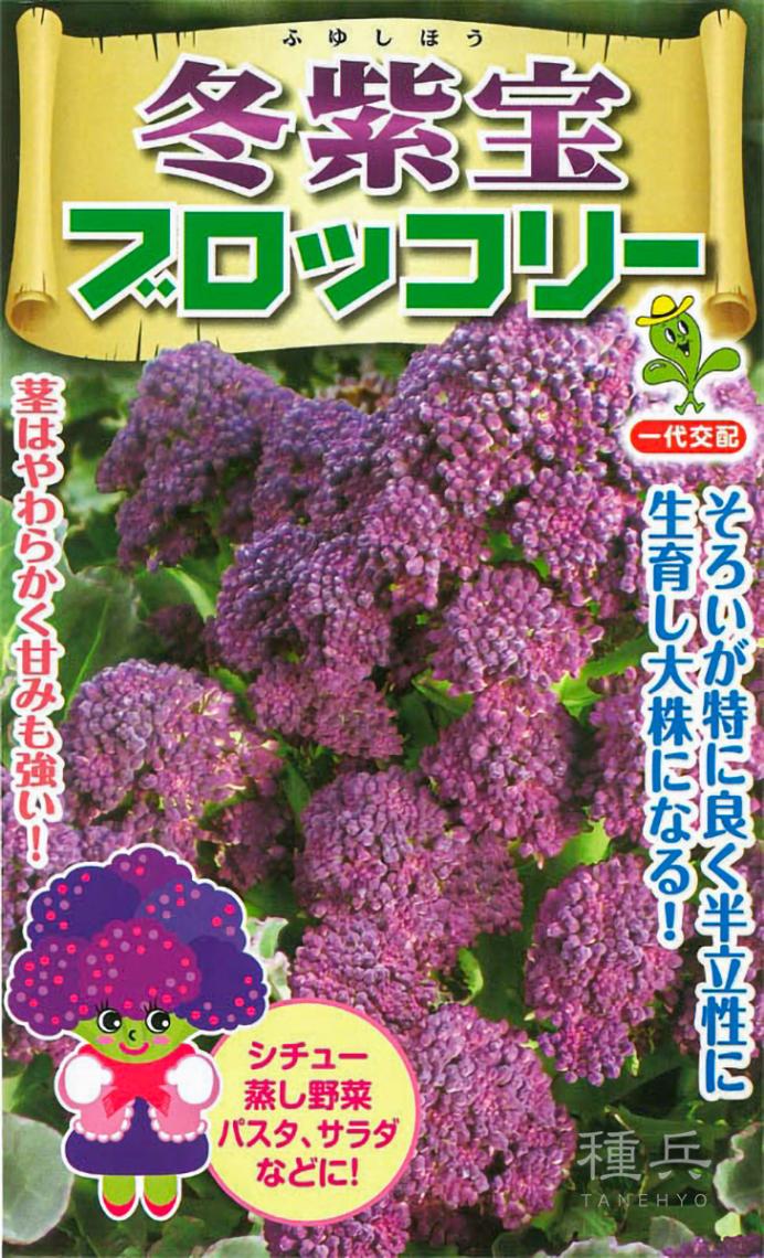 紫色スティックブロッコリー 種 『冬紫宝』  小林種苗