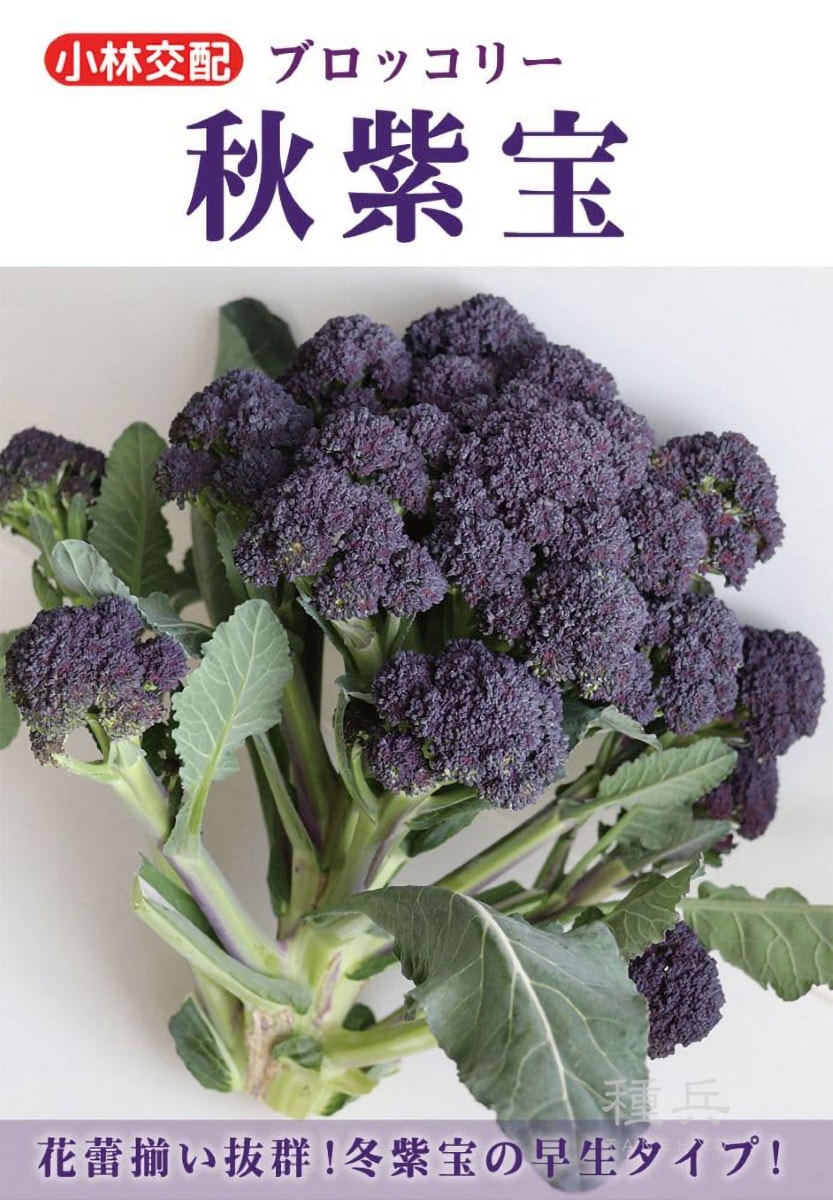 紫色スティックブロッコリー 種 『秋紫宝』  小林種苗