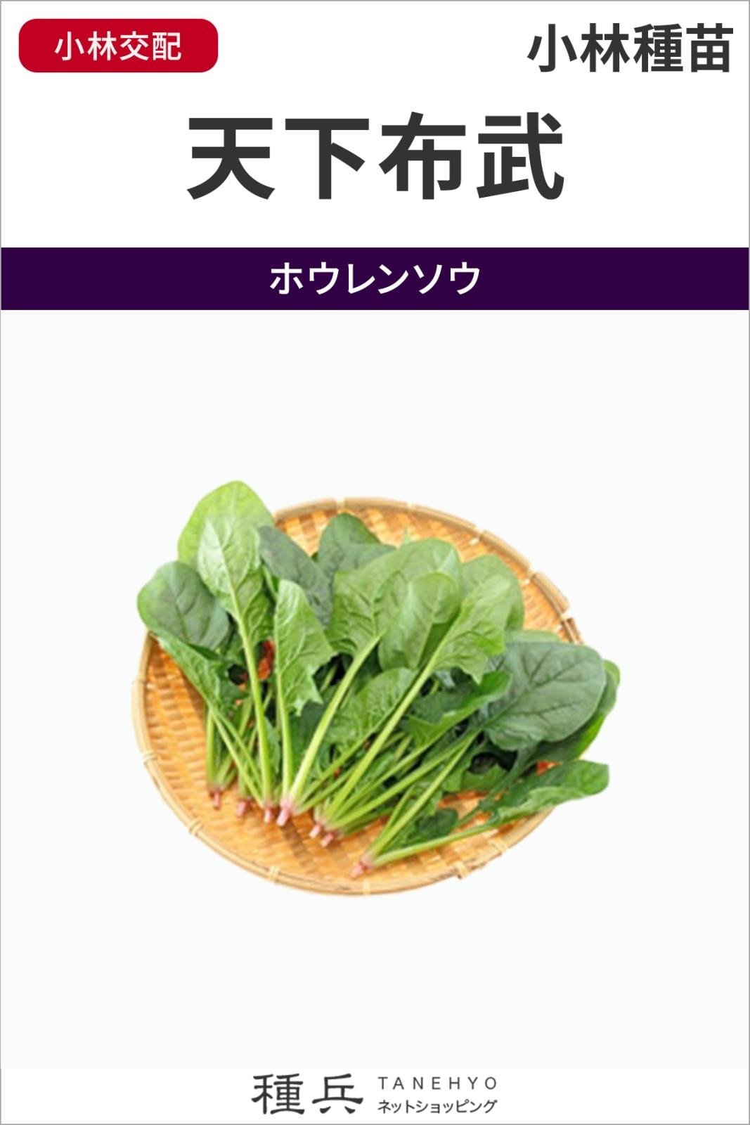 ホウレンソウ 種 『天下布武』  小林種苗