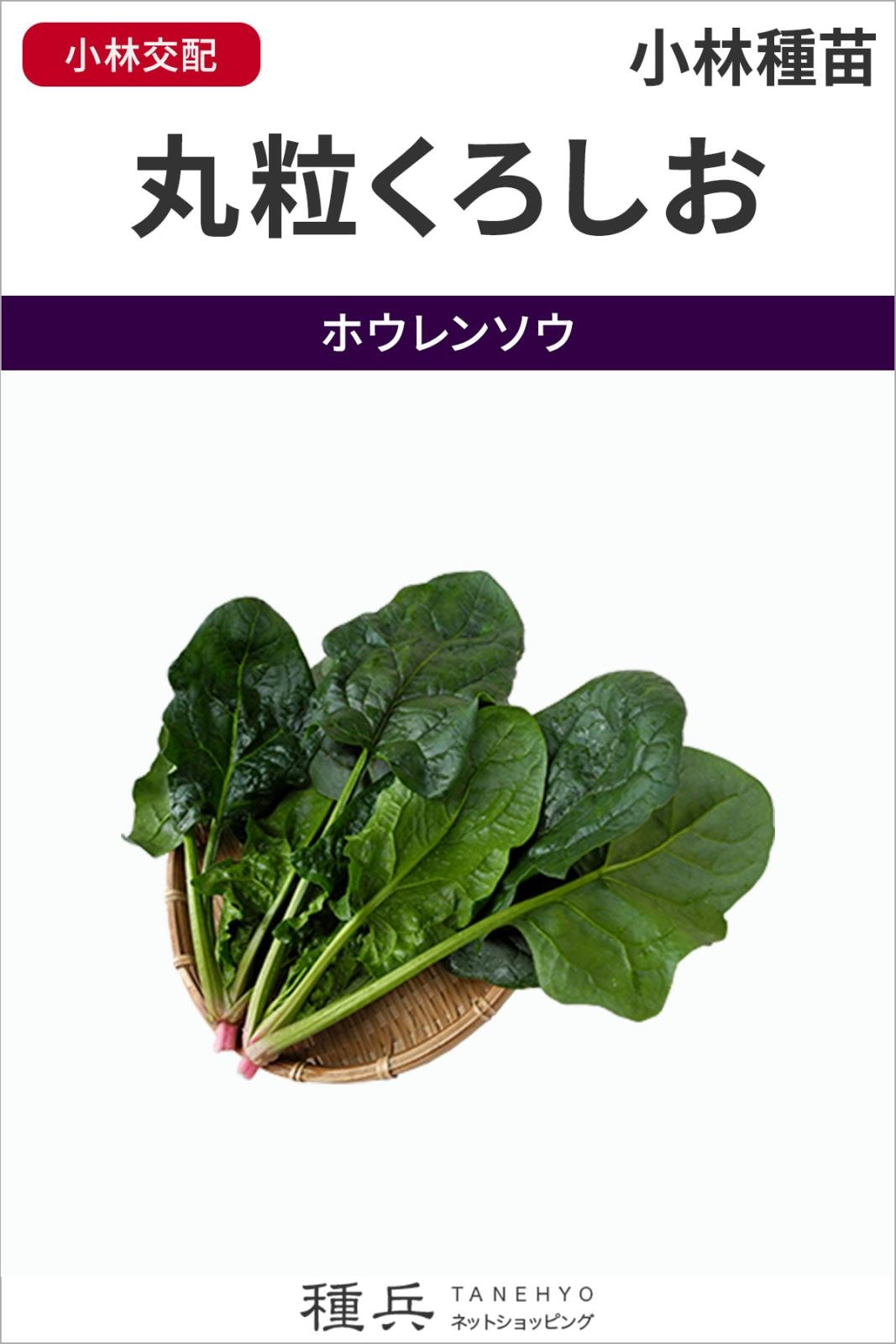 ホウレンソウ 種 『丸粒くろしお』  小林種苗