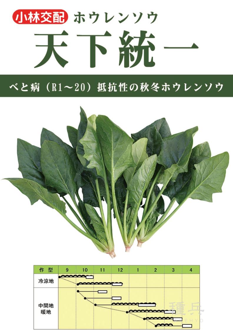 ホウレンソウ 種 『天下統一』  小林種苗