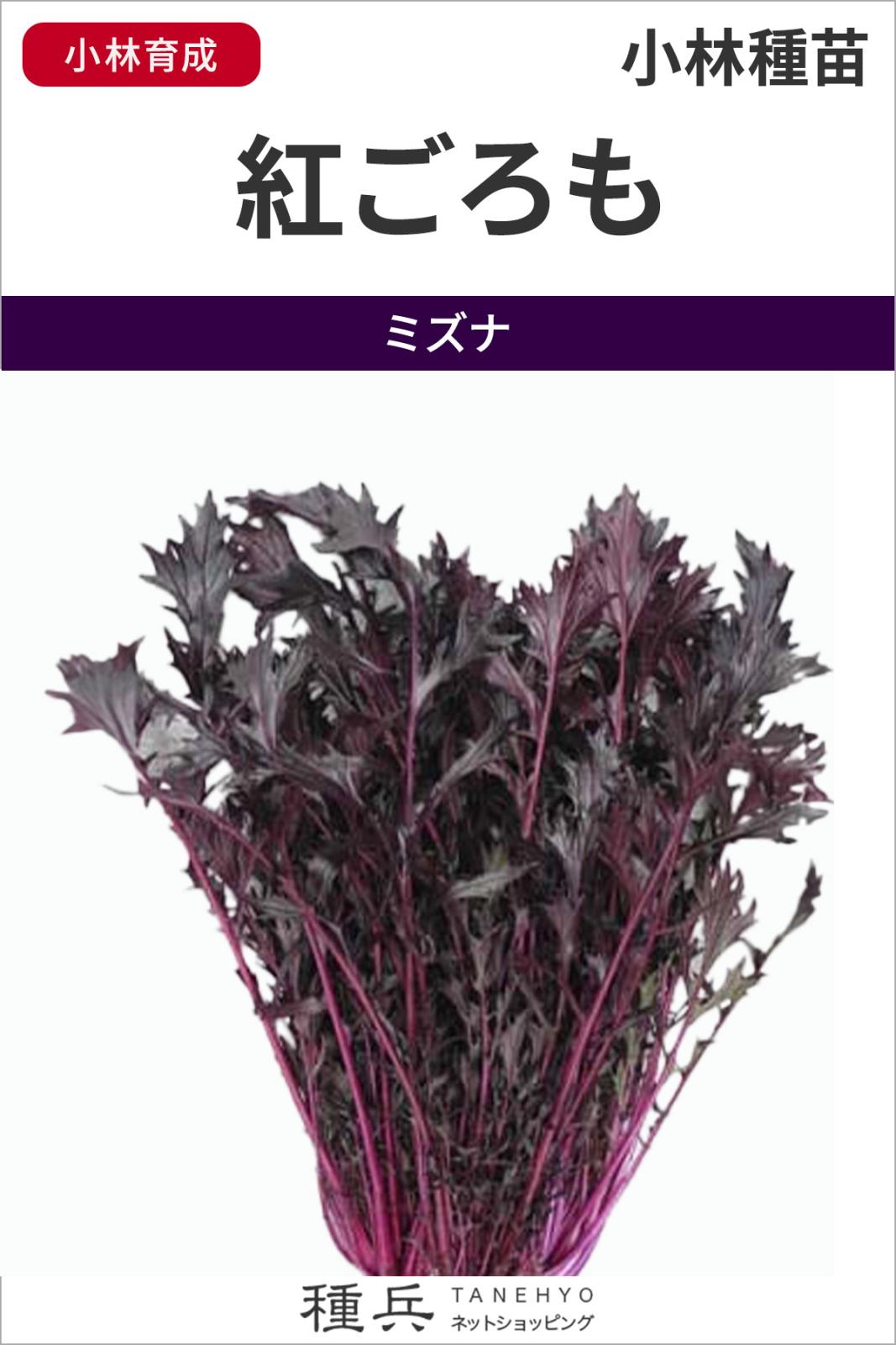 赤紫色水菜 種 『紅ごろも』  小林種苗
