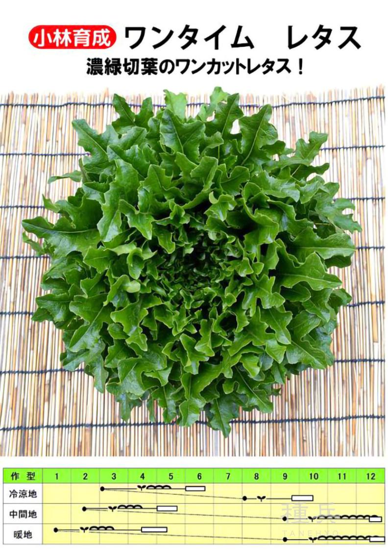 リーフレタス 種 『ワンタイム』  小林種苗