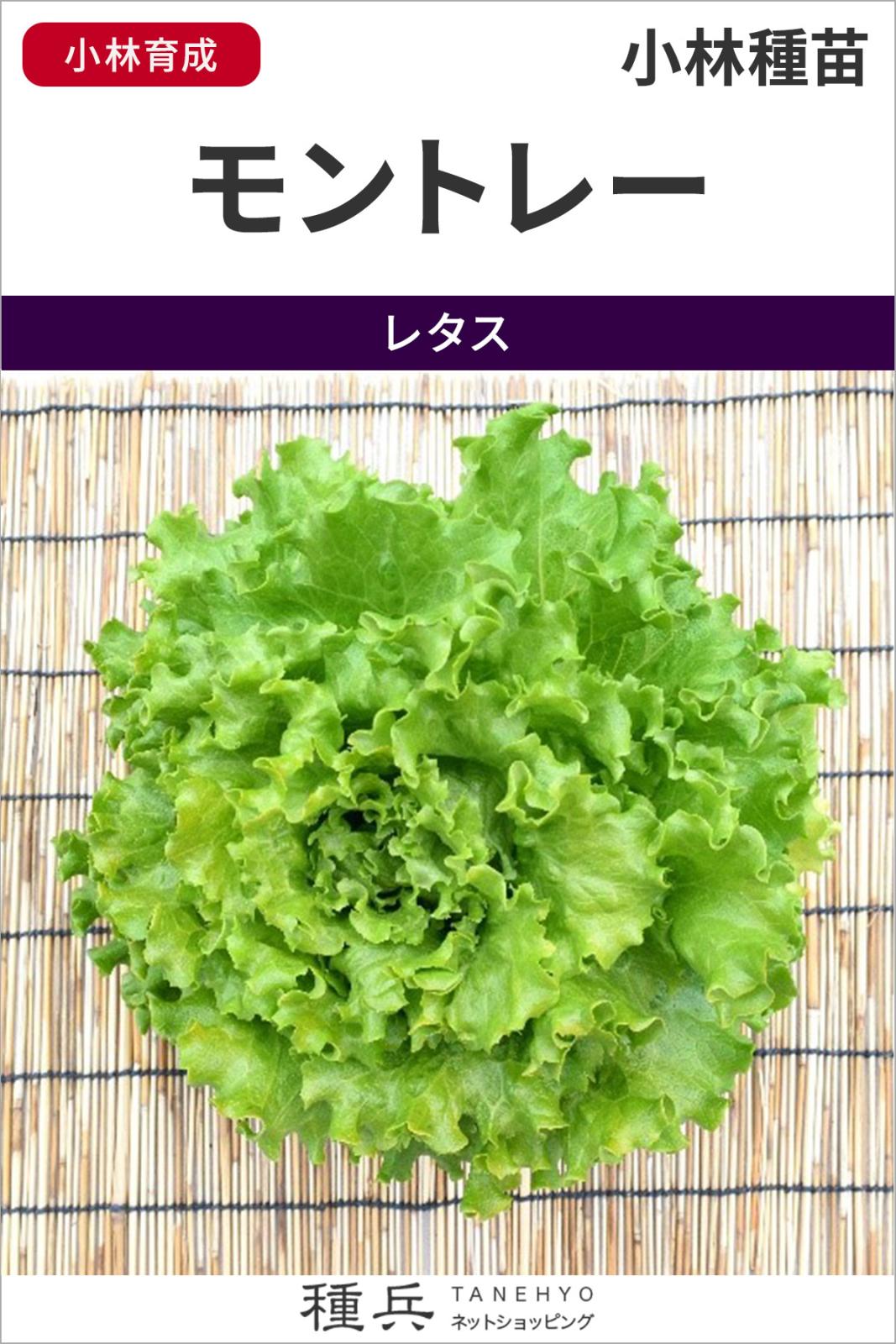 リーフレタス 種 『モントレー』  小林種苗