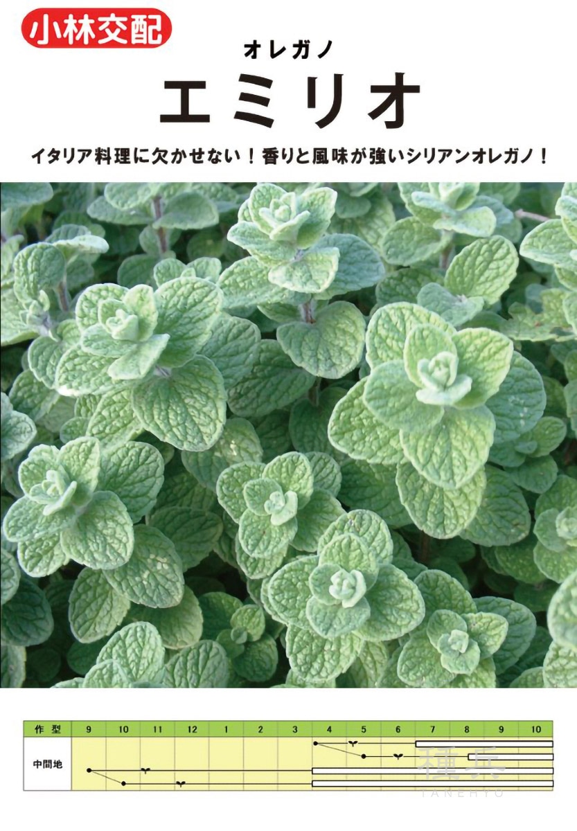 オレガノ 種 『エミリオ』  小林種苗