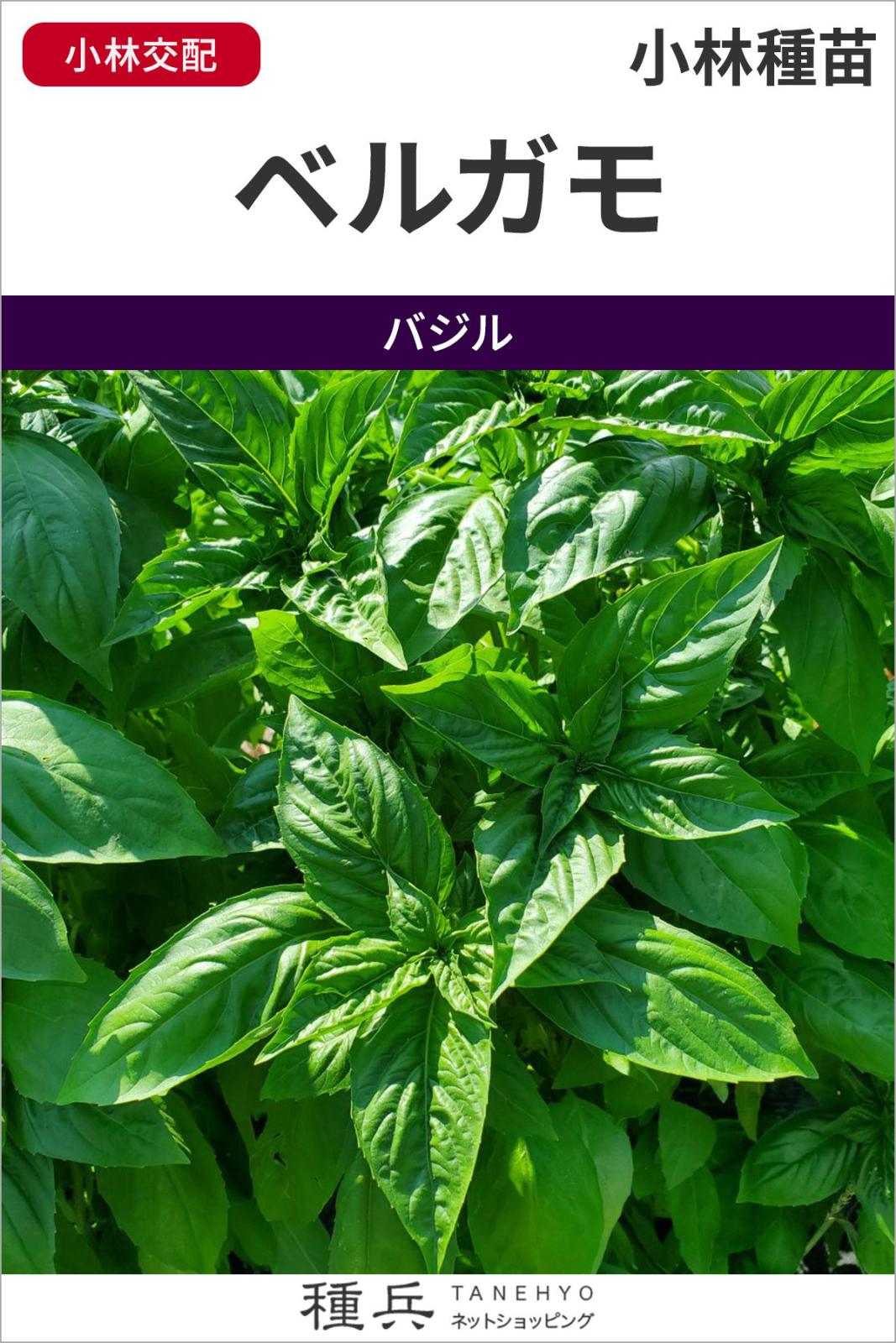 イタリアンバジル 種 『ベルガモ』  小林種苗