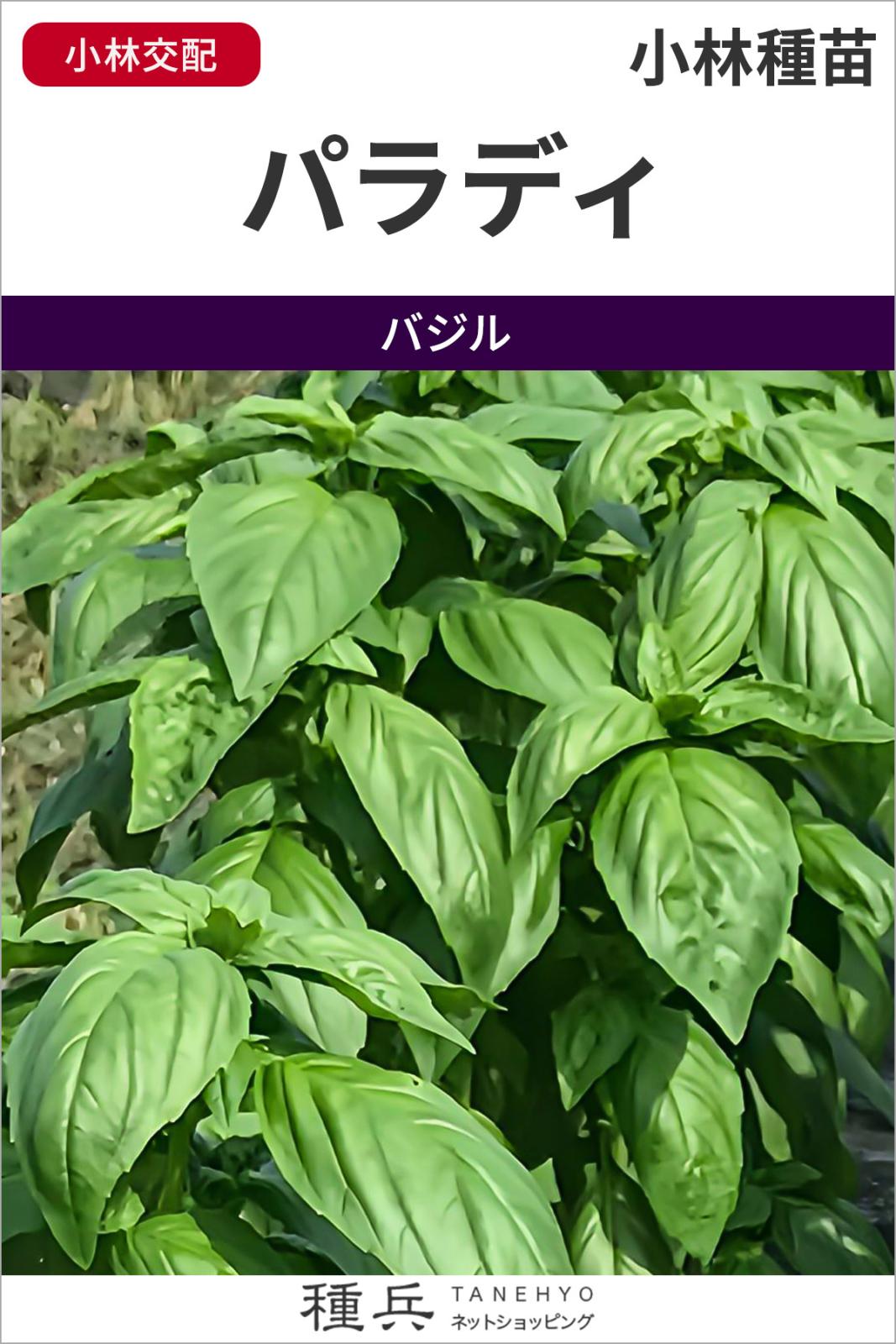 スイートバジル 種 『パラディ』  小林種苗