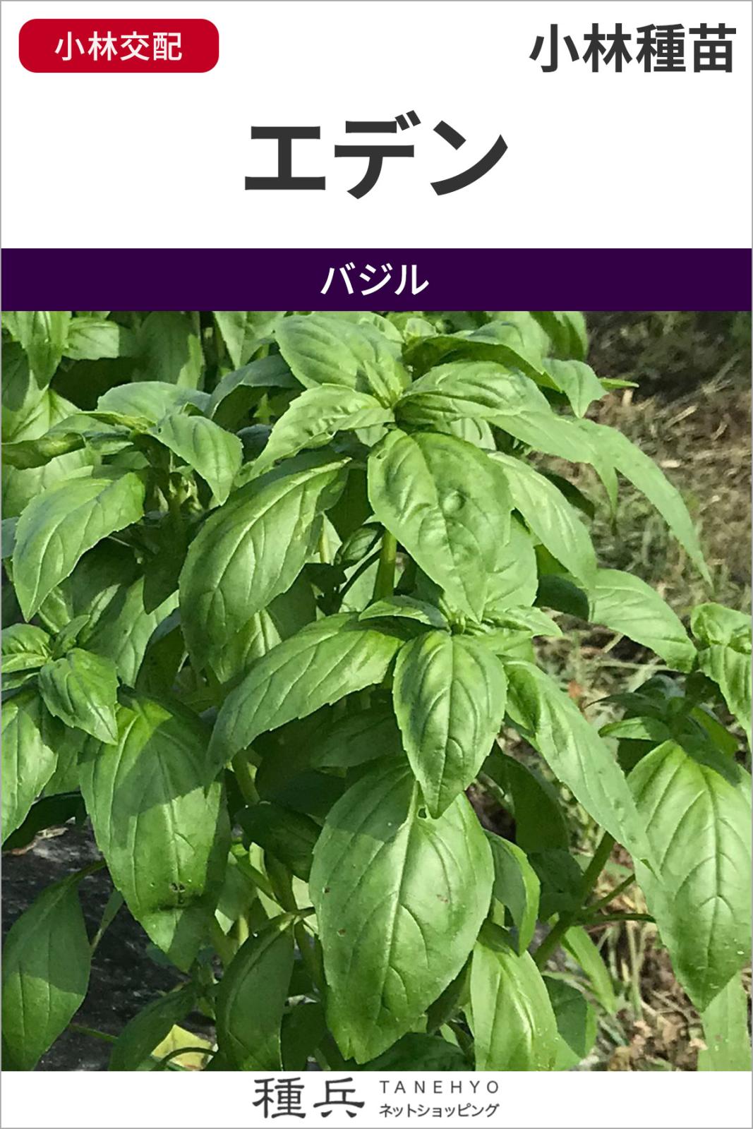 スイートバジル 種 『エデン』  小林種苗
