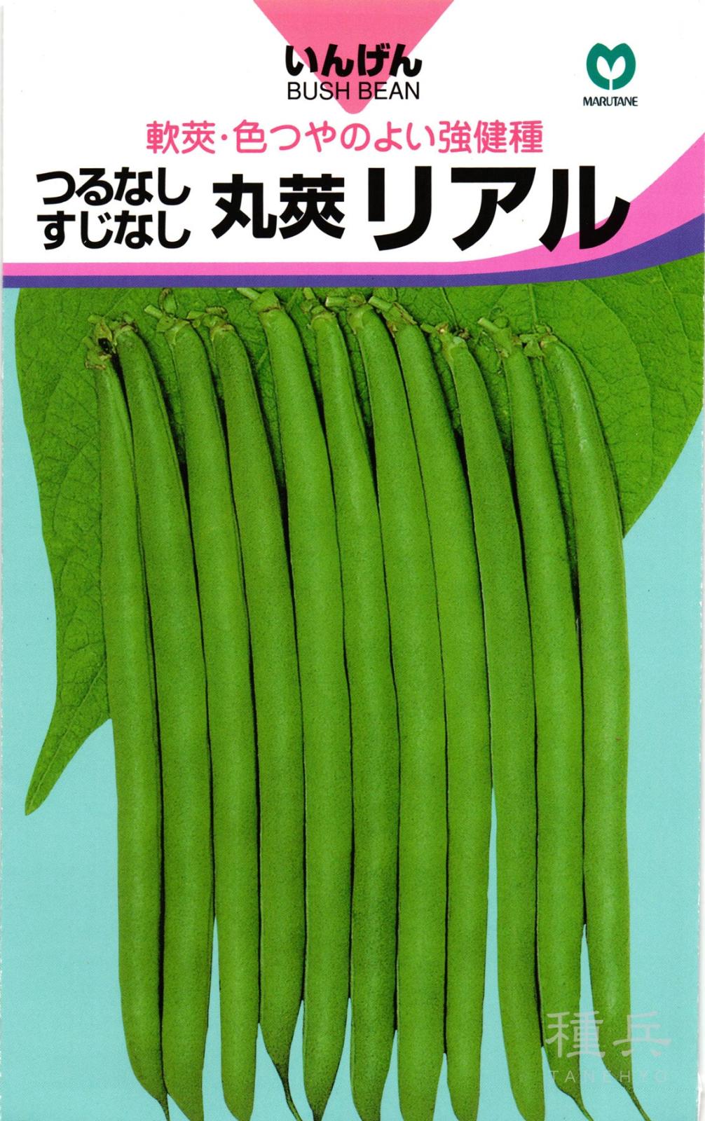 つるなしインゲン 種 『リアル』  丸種