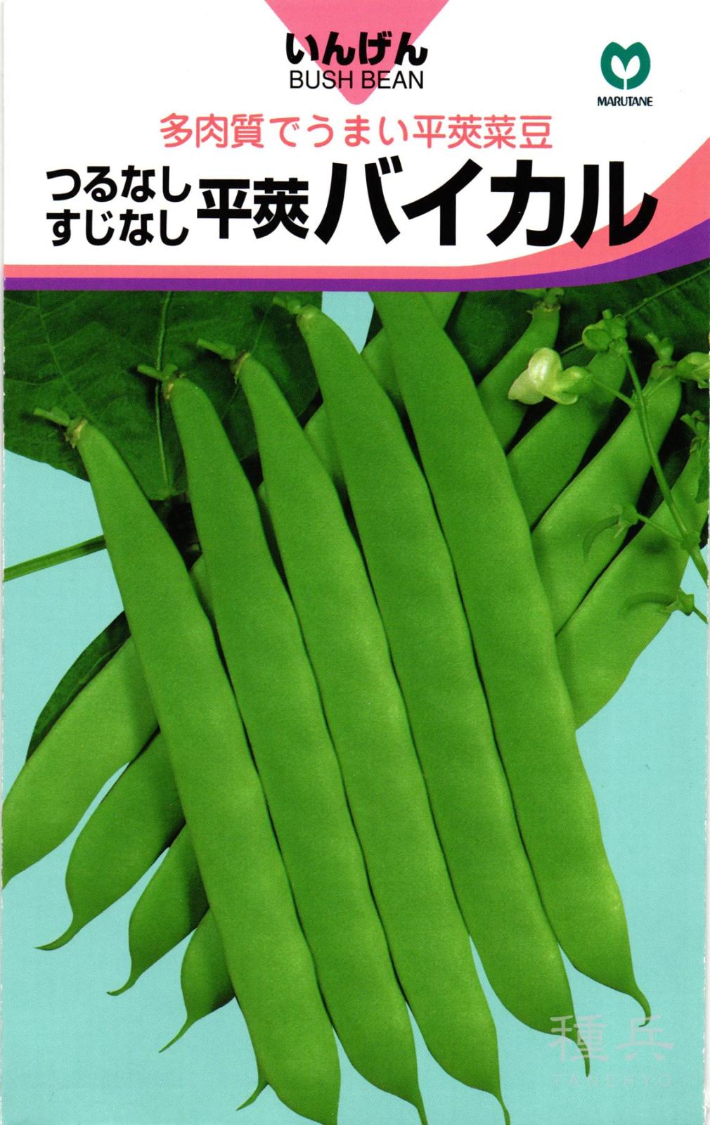つるなしインゲン 種 『バイカル』  丸種