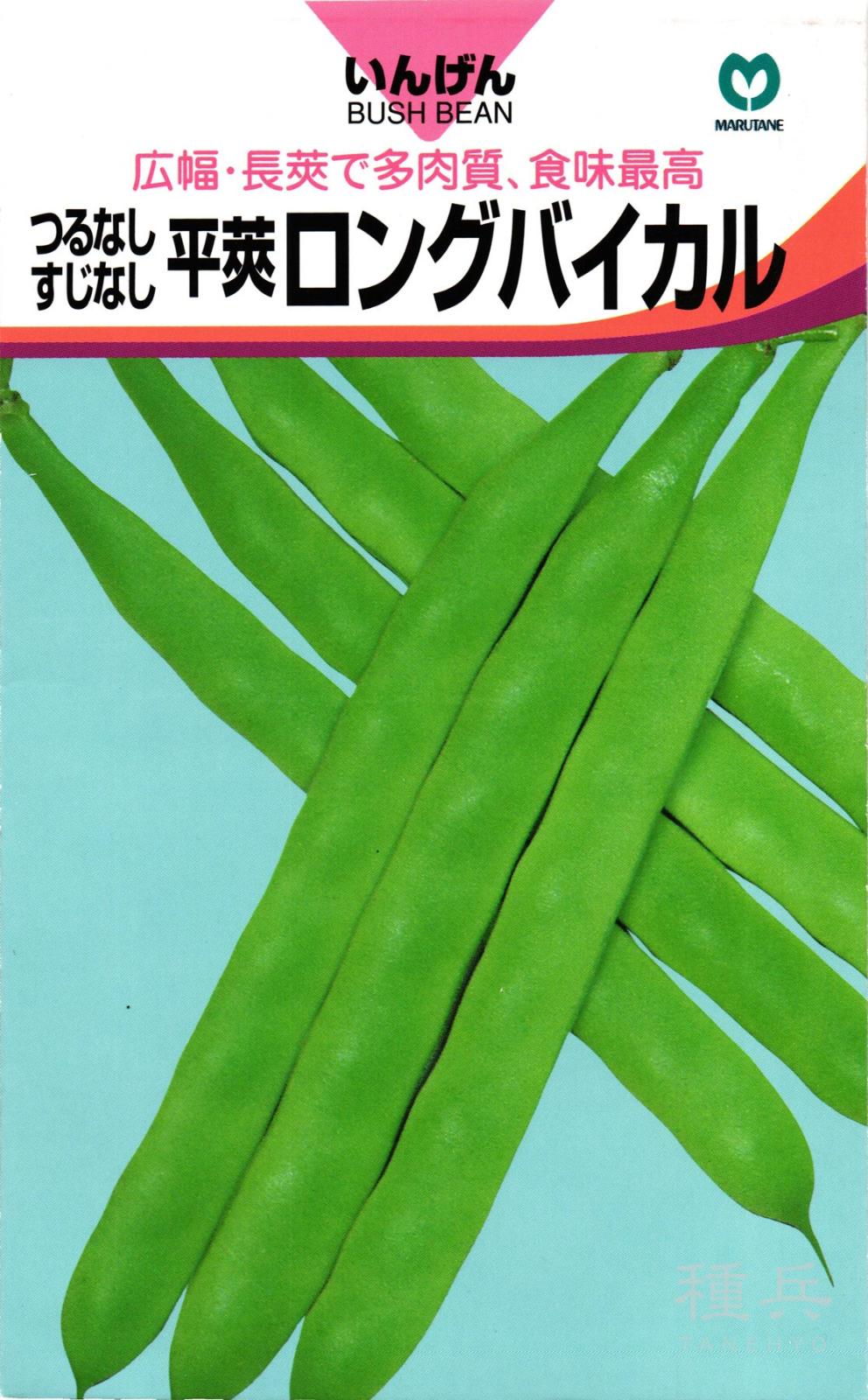 つるなしインゲン 種 『ロングバイカル』  丸種