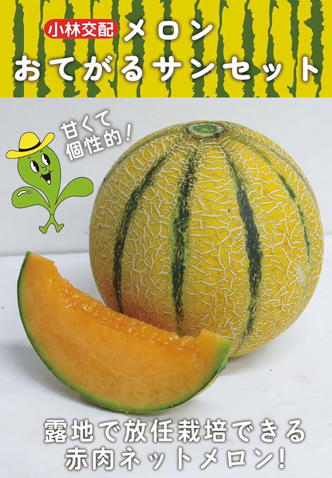 赤肉ネットメロン 種 『おてがるサンセット』 小林種苗 | たね,果菜の