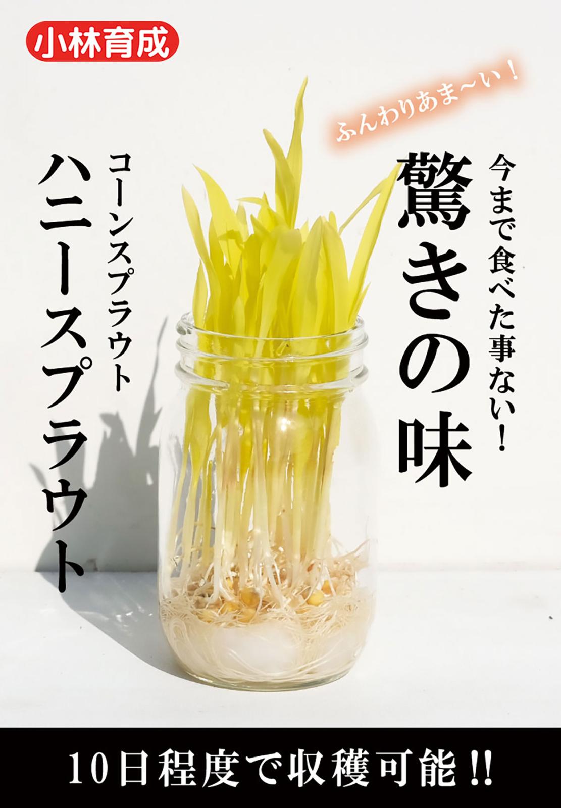 コーンスプラウト 種 『ハニースプラウト』  小林種苗