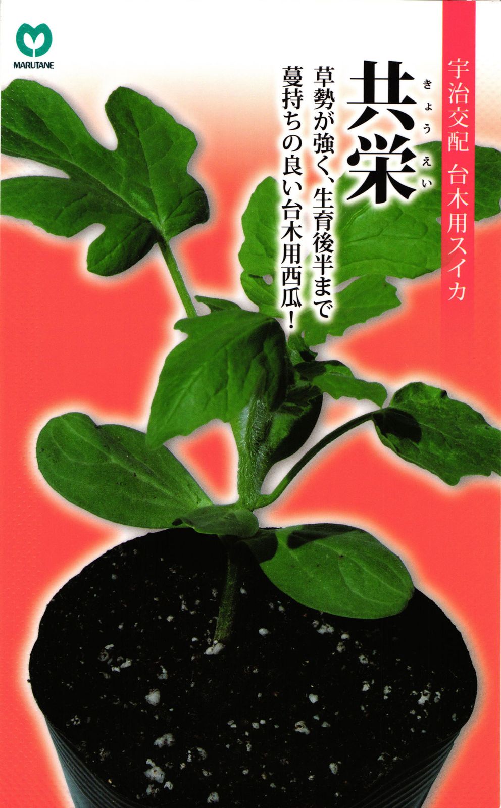 台木用スイカ 種 『共栄』  丸種