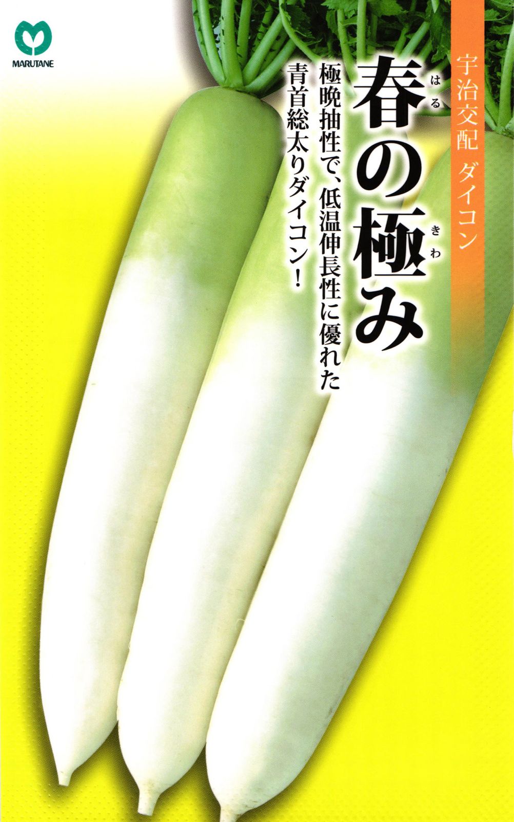 ダイコン 種 『春の極み』  丸種