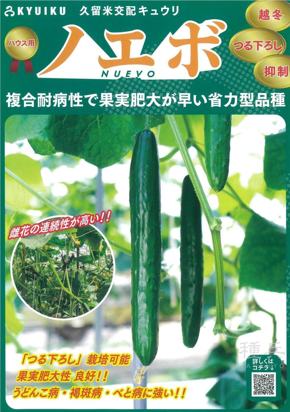 キュウリ 種 『ノエボ』  久留米原種