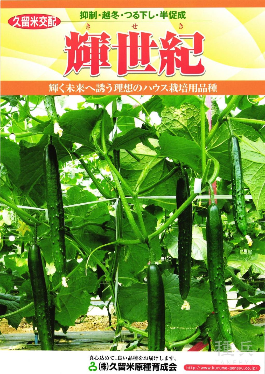 キュウリ 種 『輝世紀』  久留米原種