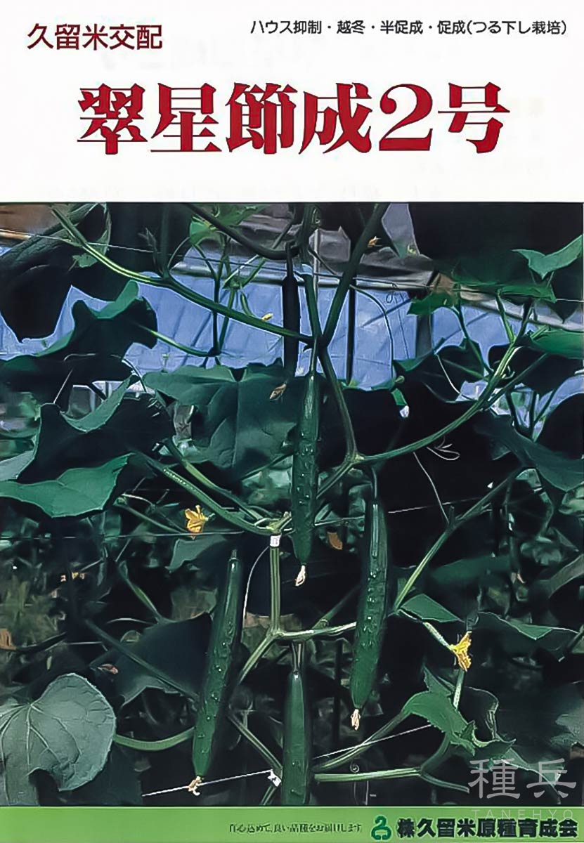 キュウリ 種 『翠星節成２号』  久留米原種