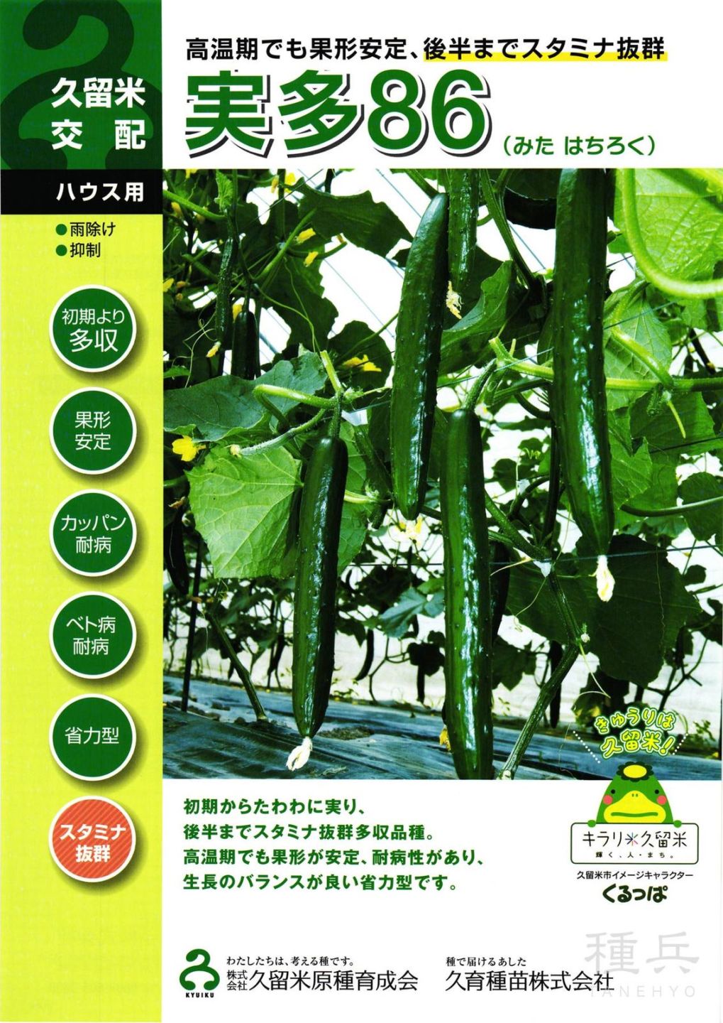 キュウリ 種 『実多86』  久留米原種