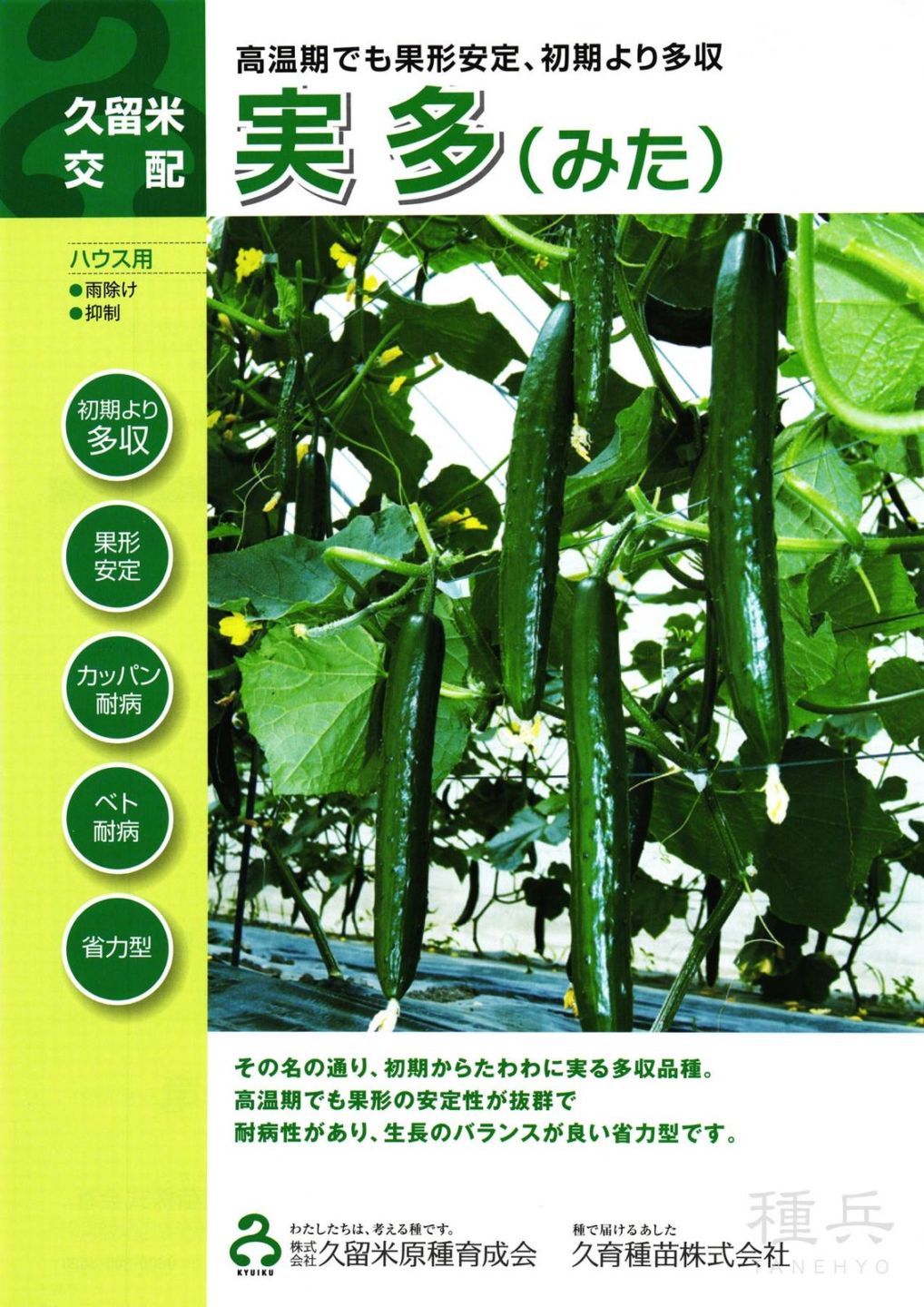 キュウリ 種 『実多』  久留米原種