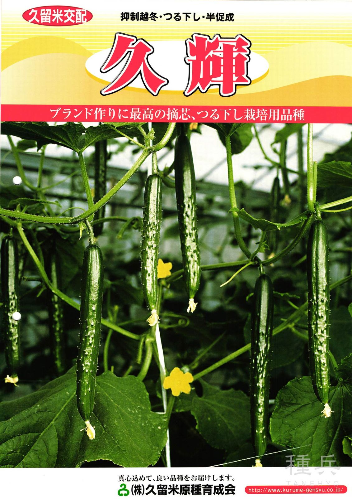 キュウリ 種 『久輝』  久留米原種