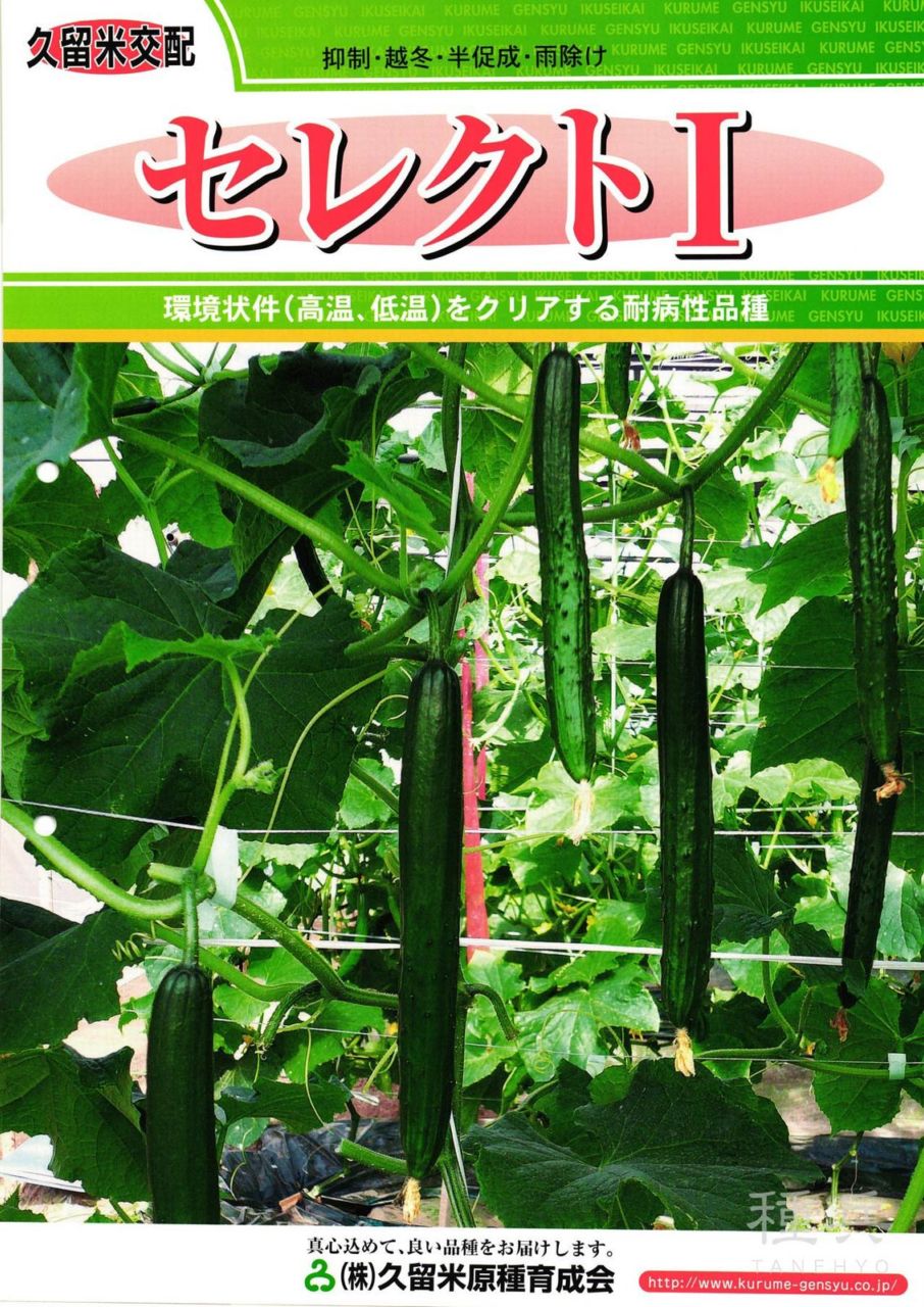 キュウリ 種 『セレクトI』  久留米原種