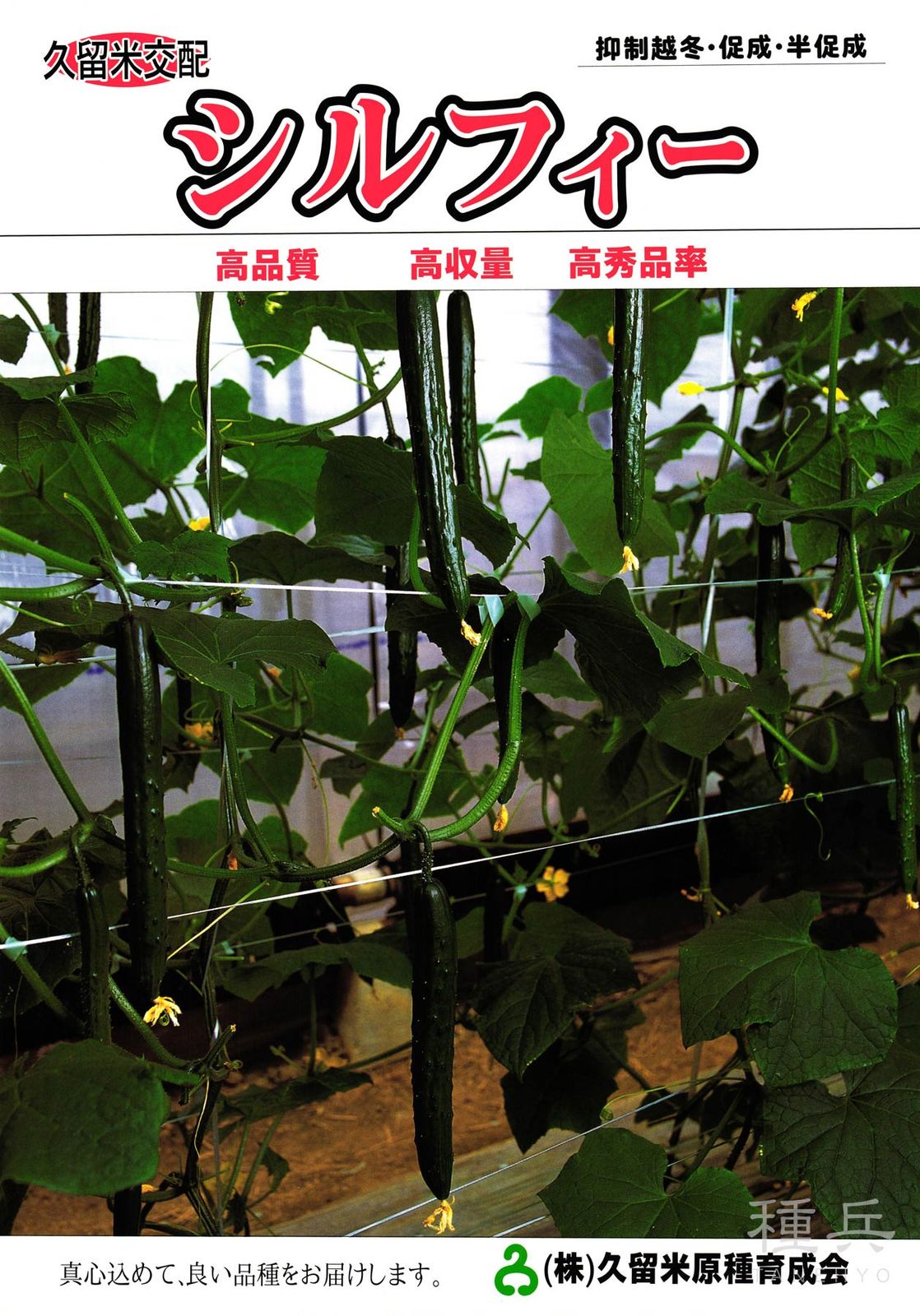 キュウリ 種 『シルフィー』  久留米原種