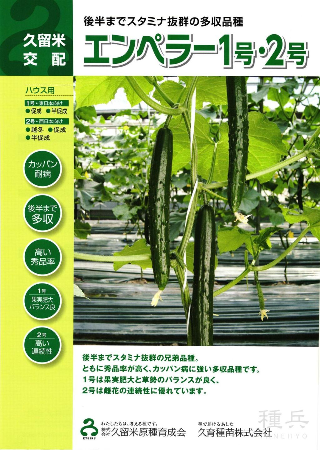 キュウリ 種 『エンペラー２号』  久留米原種