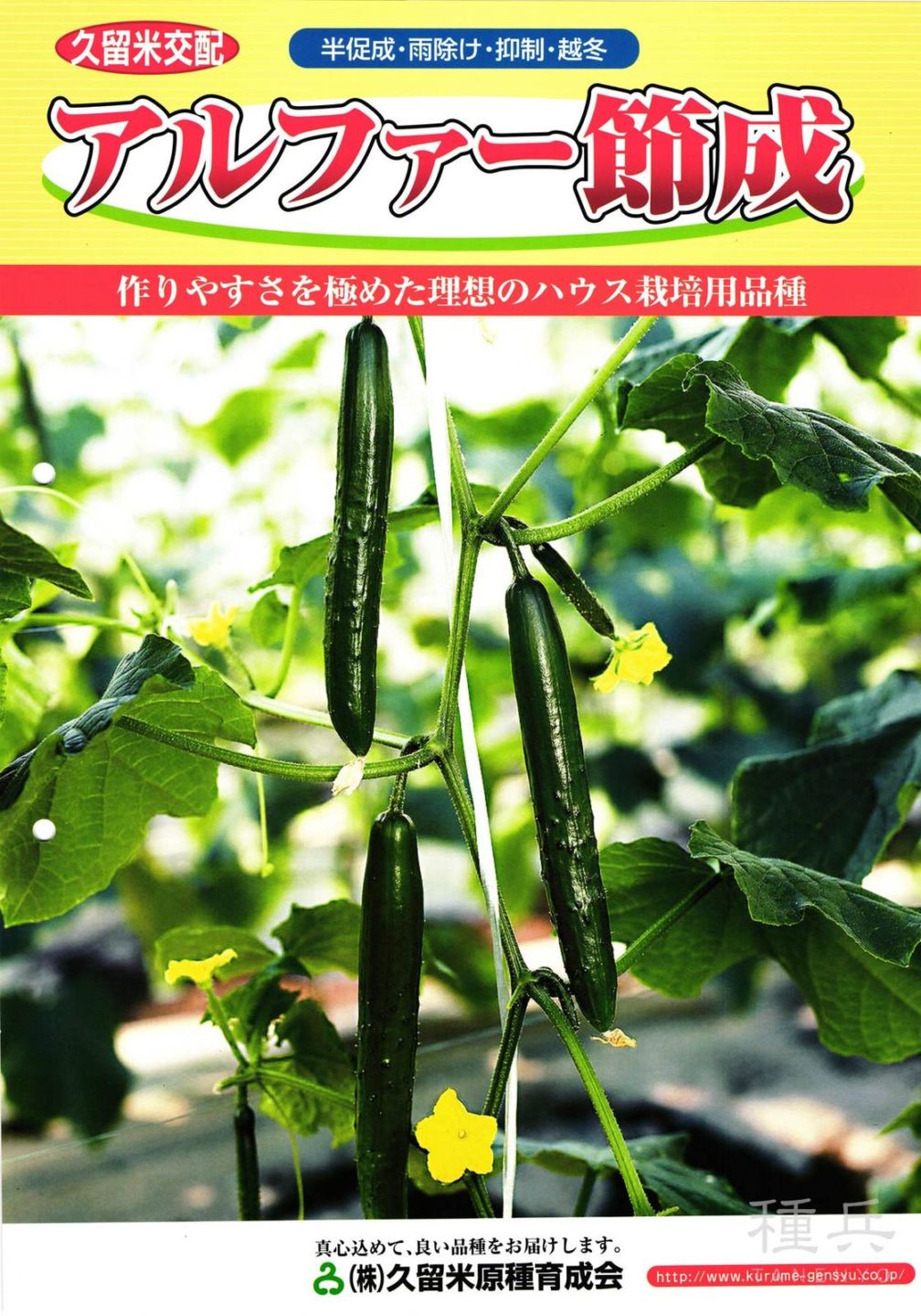 キュウリ 種 『アルファー節成』  久留米原種