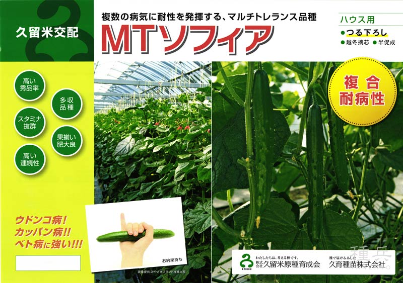 キュウリ 種 『ＭＴソフィア』  久留米原種