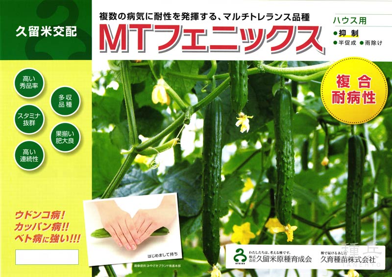 キュウリ 種 『ＭＴフェニックス』  久留米原種