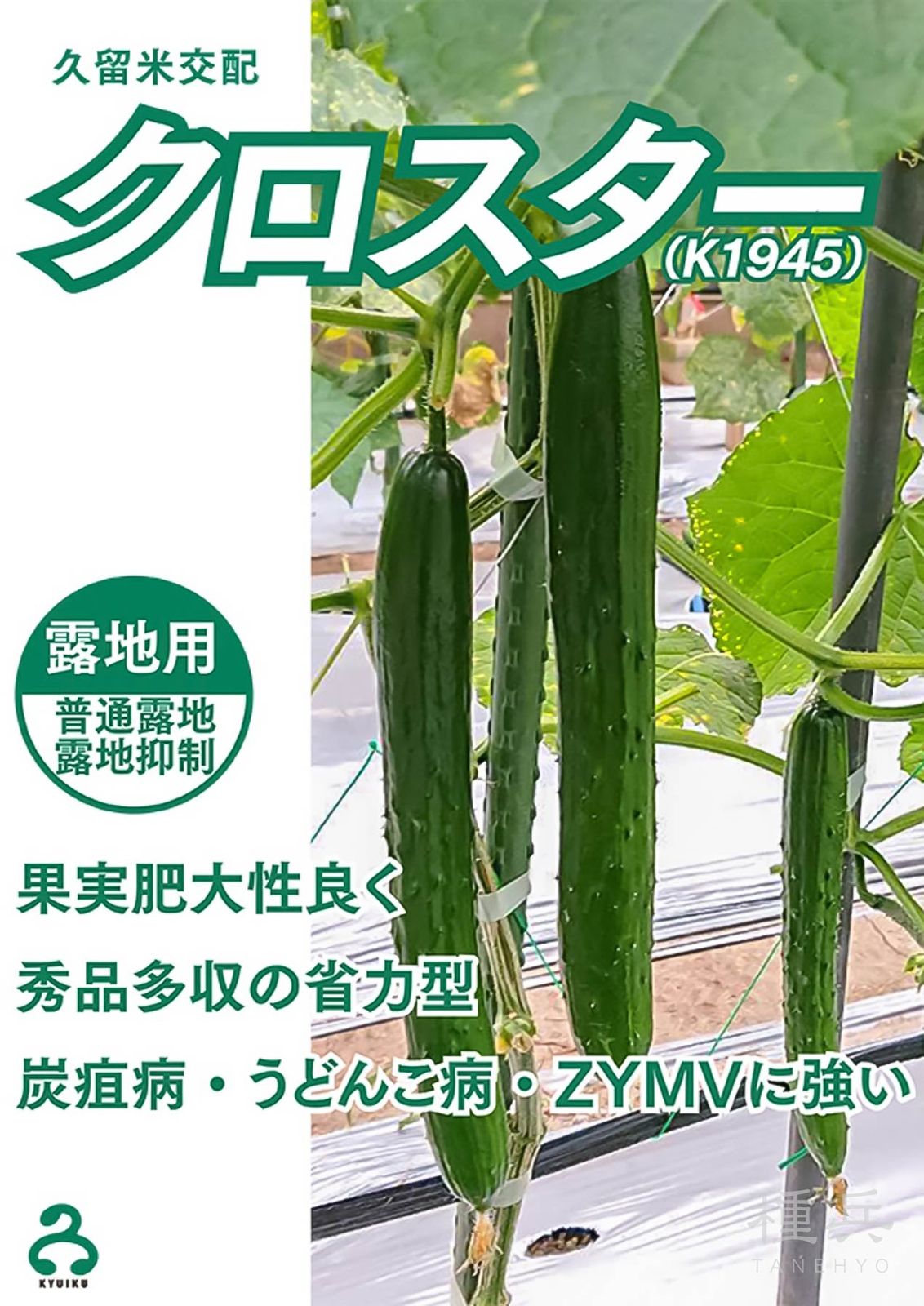 キュウリ 種 『クロスター（K1945）』  久留米原種