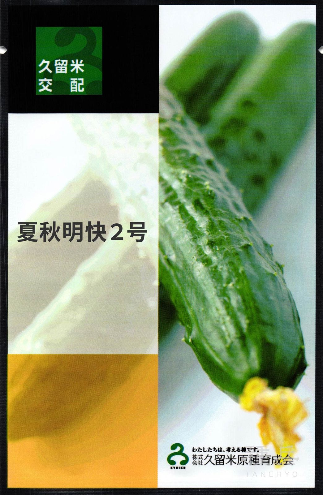 キュウリ 種 『夏秋明快２号』  久留米原種