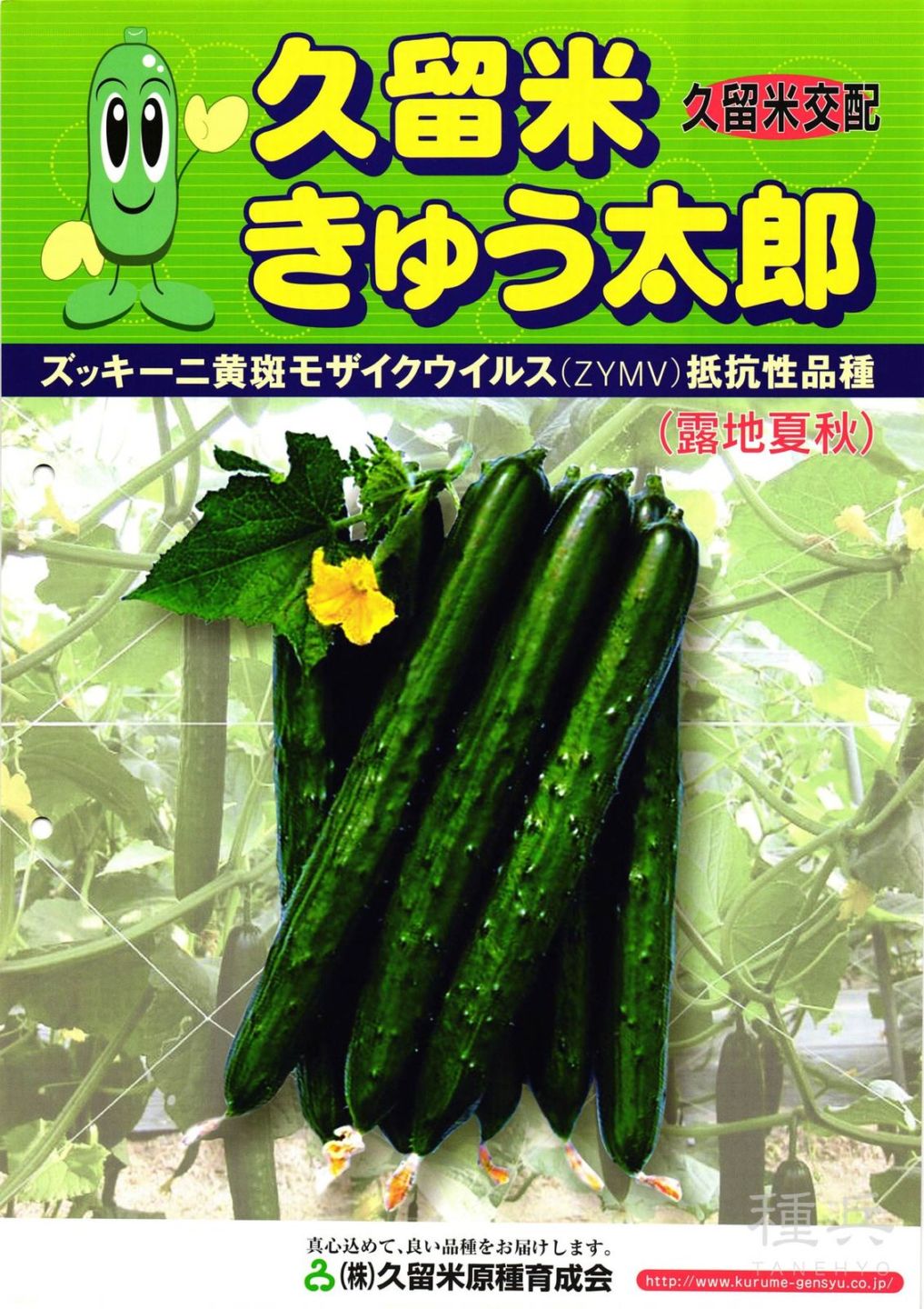 キュウリ 種 『久留米きゅう太郎』  久留米原種